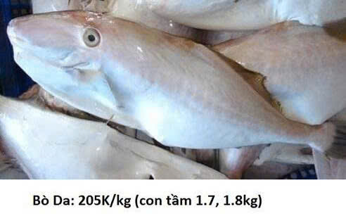 Cá Bò Da