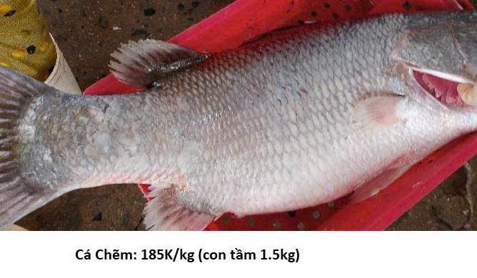 Hải sản hôm nay